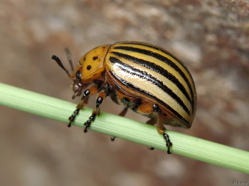 Leptinotarsa decemlineata (Say, 1824)
